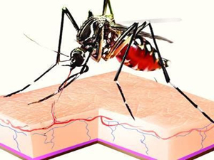 dengue 6 